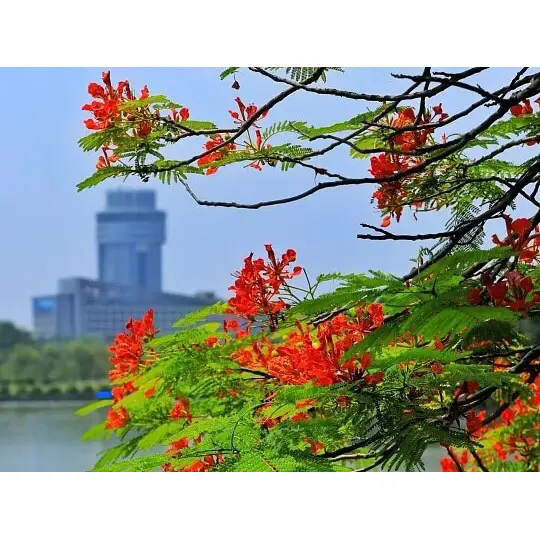 रॉयल पॉइंसियाना आश्चर्यजनक उष्णकटिबंधीय परिदृश्य कैसे बनाता है?