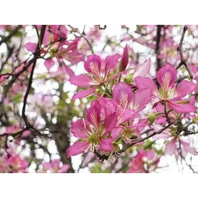 एक गुलाबी ऑर्किड पेड़ आंतरिक और बाहरी स्थानों को स्थायी सुंदरता से कैसे बदल सकता है? एक गुलाबी ऑर्किड पेड़ आंतरिक और बाहरी स्थानों को स्थायी सुंदरता से कैसे बदल सकता है?