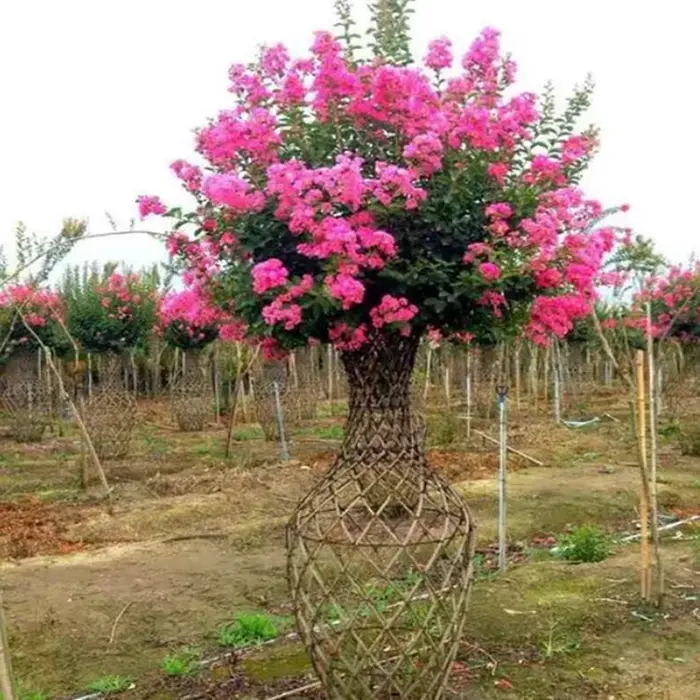 Crape Myrtle Street Trees