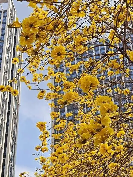 Specimen Golden Trumpet Tree
