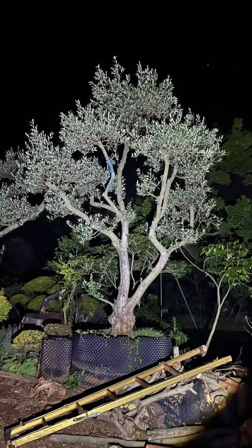 Specimen Olive Tree