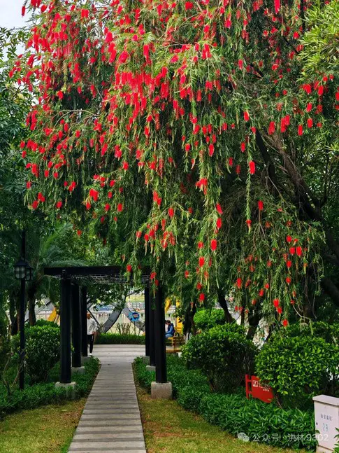 Weeping Bottlebrush Street Trees