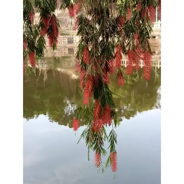 रोते हुए बॉटलब्रश लाइनर